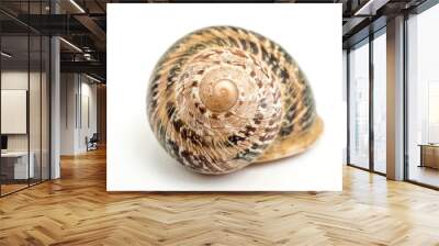 Land snail. Front view of the spiral. An isolated snail shell over a white background spiral natural design, brown beige colors Wall mural