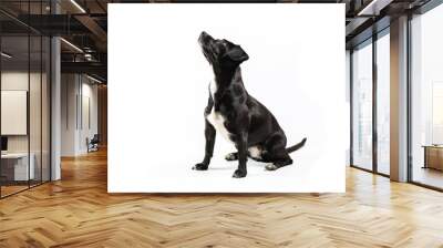 small black dog looking isolated white background Wall mural