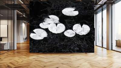 back and white lily pads in infrared  Wall mural