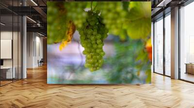 Grapes on the vine in the garden  Wall mural