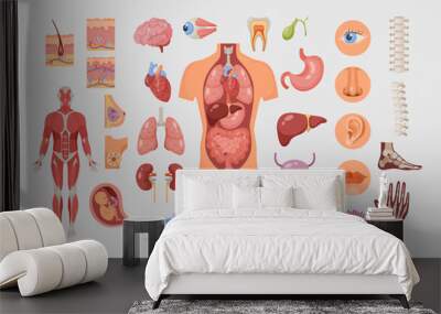 Human body parts and internal organs vector illustrations set. Cardiovascular, respiratory and digestive systems isolated on white background. Anatomy, physiology, education, medicine, science concept Wall mural