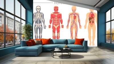 Human body structure set. Skeleton, muscular system blood system with arteries, veins, human organs, liver, brain, bladder vector illustration for medical anatomy, biology, science concept Wall mural