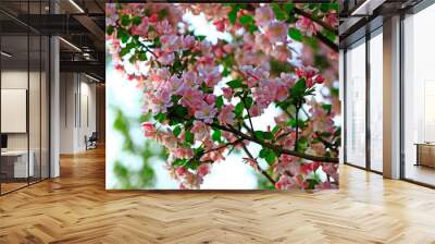 Chinese flowering crab-apple blooming Wall mural