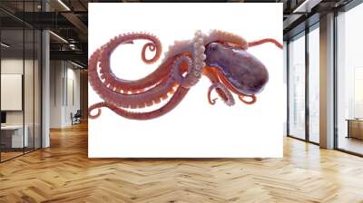 Octopus on a white background Wall mural