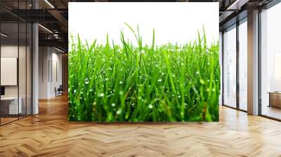 Fresh Dew on Green Grass Blades Against Black Background - Close-Up Nature Photography Wall mural