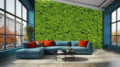 Hedge leaf for nature green background Wall mural