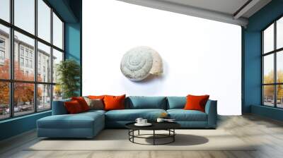 snail shell after death on white background Wall mural