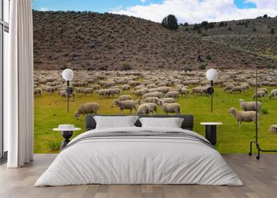 A flock of sheep grazing amidst the hills and green fields on the road to Bodie State Historic Park, a gold rush ghost town located east of the Sierra Nevada of California, western USA Wall mural