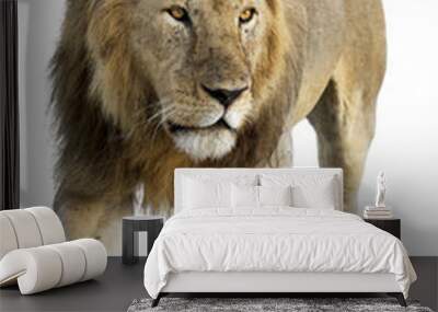 Wild free roaming male lion against white background Wall mural