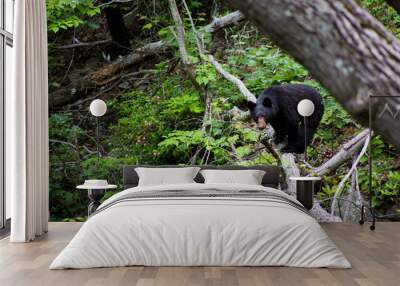 Black Bear on a Tree Wall mural