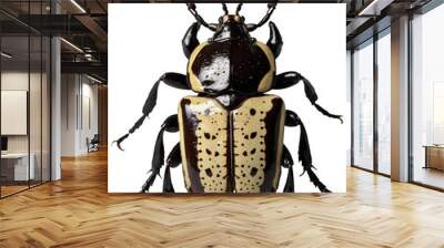 Close-Up of a Goliath Beetle with Black and Cream Markings Wall mural