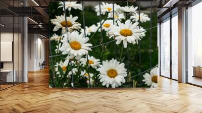 Closeup view of white daisies in the garden during summer season Wall mural