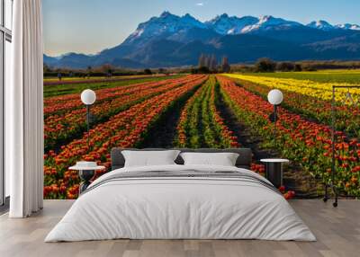 Scene view of field of tulips against clear sky in Trevelin, Chubut, Patagonia, Argentina Wall mural