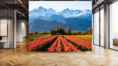 Scene view of field of tulips against snow-capped Andes mountains and clear sky in Trevelin, Patagonia, Argentina Wall mural