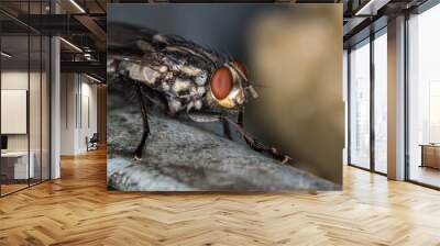 Fly red eyes extreme closeup photo - Fly red eyes macro photo Wall mural