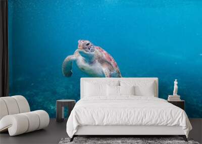 turtle in the water Wall mural