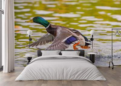 duck wild, male flies over the river Wall mural