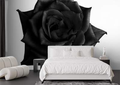 Black rose isolated on white background Wall mural