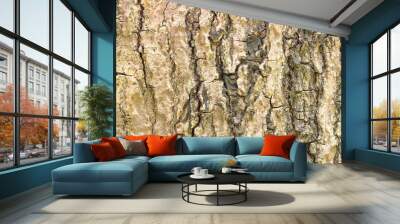 Tree bark texture background. Wall mural