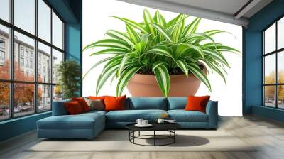 A lush and healthy spider plant (Chlorophytum comosum) showcased in a simple brown terracotta pot.  Wall mural