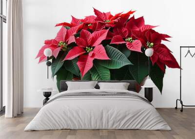 A vibrant red poinsettia plant in full bloom, displayed in a brown ceramic pot. Png die cut, isolated on white background.  Wall mural