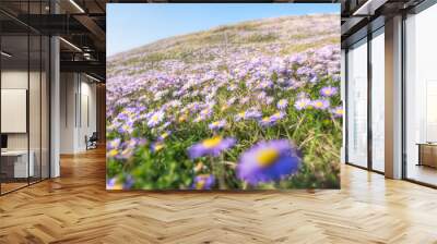 Scenery of purple poppy flower field at Seongsan Ilchubong at Jeju island, South Korea. Wall mural