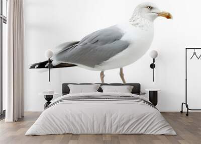 Seagull standing with wings slightly open, separated on a white background, showcasing its readiness to take flight and elegant feathers Wall mural