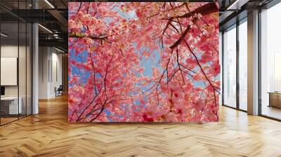 The delicate petals of a cherry blossom tree create a pink canopy, filling the air with a sweet fragrance. Wall mural