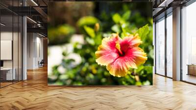 Two tones color hibiscus flowers blurred background Wall mural