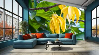 Ylang-Ylang Flowers on tree Wall mural