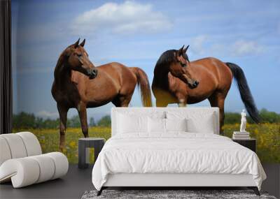 Two horses on the meadow Wall mural