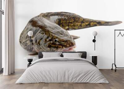 Fresh raw burbot close up, isolated Wall mural