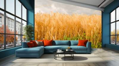 wheat field on agricultural land with blue sky background. wheat field on agricultural land. summer hill wheat  Wall mural