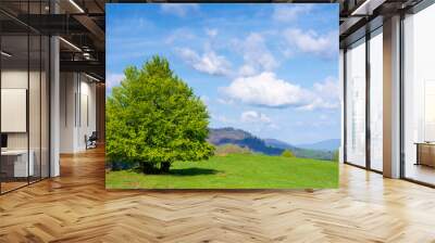 beech tree on the grassy meadow in springtime. wonderful mountainous scenery on a sunny but windy day. gorgeous cloudscape beneath azure sky. ridge in the distance. beauty of carpathian nature Wall mural