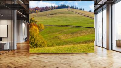 calm autumn day in carpathian mountains. trees on the grassy hills. sunny scenery of ukrainian countryside in fall season. beauty in nature concept. pasture on the hill Wall mural