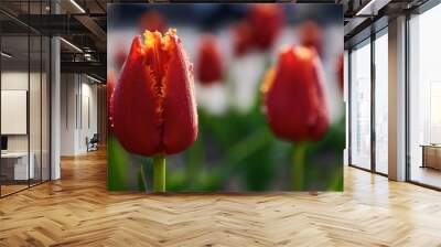 red tulip flowers in full bloom. beautiful garden background on a sunny day Wall mural