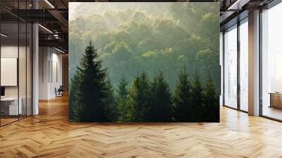 spruce forest on foggy sunrise in mountains Wall mural