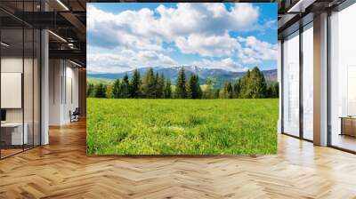 spruce forest on the grassy meadow with tiny flowers in mountains. great transcarpathian springtime nature scenery on a sunny day. borzhava ridge with snow capped top in the distance. blue sky with fl Wall mural