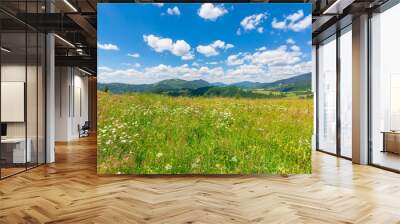 summer scenery of mountainous countryside. alpine hay fields with wild herbs on rolling hills at high noon. forested mountain ridge in the distance beneath a blue sky with fluffy clouds. nature beauty Wall mural