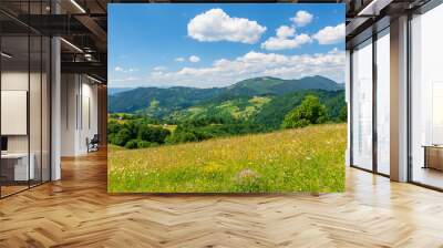 summer scenery of mountainous countryside. alpine hay fields with wild herbs on rolling hills at high noon. forested mountain ridge in the distance beneath a blue sky with fluffy clouds. nature beauty Wall mural