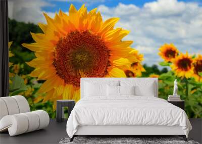 sunflower yellow head on a background of blue sky Wall mural