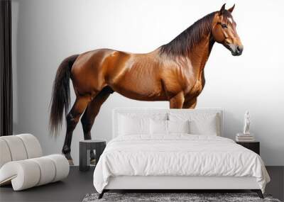 A Brown Horse Standing Against A White Background Wall mural