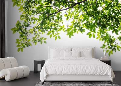 Natural green leaves white background Wall mural