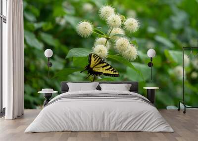 Butterfly and buttonbush Wall mural