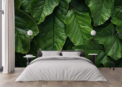 Fresh green leaves nature Background. Top view. Wall mural