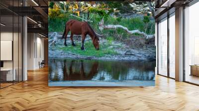 Wild Horses on Shackelford Banks Wall mural