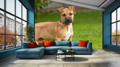 cross bred brown dog Wall mural