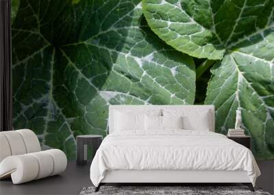 green leaf texture Wall mural