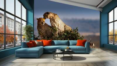 Two cheetahs on rock Wall mural