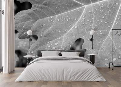 raindrops on the leaf from a fig tree a symbol of knowledge enlightenment passion and fertility in black and white Wall mural